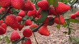 你们见过这样的草莓吗，长在树上，实在太罕见了！