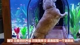 小伙捡到几只流浪狗，为了让它们有个家，小伙建造狗城堡