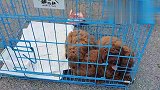 高温逛狗市，帮云南朋友淘泰迪，大家看看品相怎么样