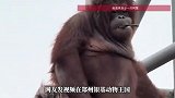 动物园一红毛猩猩向游客丢掷粪便，网友：“猿粪”来了挡都挡不住