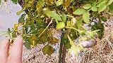 月季花缺水黄叶子，别怕别怕#月季 #黄叶 #养花 #花卉绿植