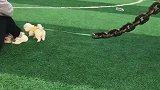 给你们看看咱家恶犬！不然怕你们不尊重我
