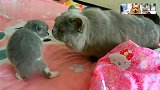 小奶猫与猫哥哥发生对峙，弯腰弓背装厉害，悄悄逃跑的样子逗翻人