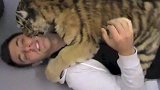 女子放生老虎，5年后的再次相遇，直接扑上去咬住了女子的头