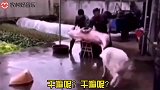 爆笑：敢动二师兄的女人，夫妻同心400来斤，怕你啊