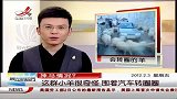 神马情况？这群小羊很奇怪 围着汽车转圈圈