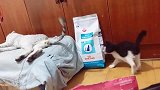 这猫尾巴就是自带的逗猫棒