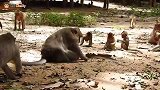 猴子开会，讨论母猴生公还是母