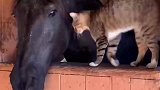 不只是人类喜欢猫,它是动物界的万人迷