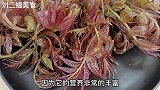 我家香椿从不炒鸡蛋，试试这种做法，香辣开胃比吃肉过瘾，太香了