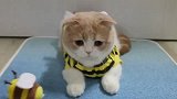 小猫穿上了小蜜蜂衣服，太好看了