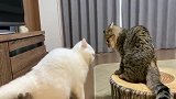 两只猫咪的争战