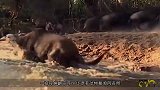 只要它一出现，所有动物都会乖乖围过来趴着，就连鳄鱼也不例外
