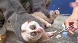 云南西双版纳：蜂猴意外受伤 自己跑到医院“求治疗”