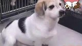 9月29日狗狗日常