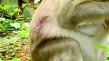 猴妈伤痕累累，是被狗群伤害的，好姐妹来安慰它，有人情味哦