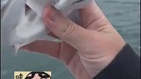 男子海钓钓到鲨鱼宝宝，你等着，我叫我妈妈来