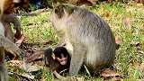 大猴子非常甜蜜的试着说，欢迎新生猴宝宝