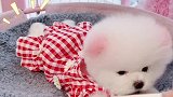 自从有了这个曲儿，每天都要跟我家狗子过三百招