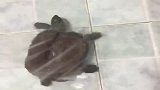 这个乌龟承包了我一天的笑点哈哈哈