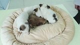 【下水道救出的小奶狗后续】五只居然全是母狗，最后有彩蛋