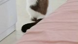 彻底被带跑偏了猫  星探家