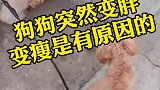 小狗突然变胖变瘦是有原因的