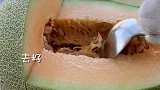猫王：这个牛气冲天果盘，有人觉得像猪，你们觉得呢？南方年夜饭c位 上过团圆年 萌宠新春出道