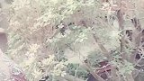 跟我大沭阳花木抖一个，有喜欢花木的，找我哈