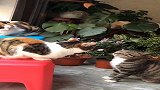 之前的流浪猫，即使现在被收养了，这恶习还是改不了