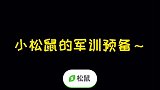 提前给小松鼠军训