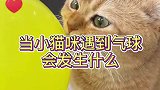 当小猫咪遇到气球会发生什么