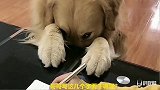 小孩练习写字，金毛看到那几个字，赶紧开始祈祷，太精明了