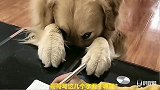 小孩练习写字，金毛看到那几个字，赶紧开始祈祷，太精明了