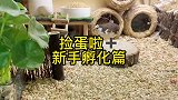 捡蛋啦新手孵化篇怎么选择呢？