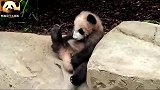 熊猫宝宝圆梦的萌，不同于别熊，造型很别致