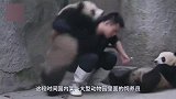 饲养员把小熊猫摆开晒太阳，不料发生天大意外，镜头拍下全过程