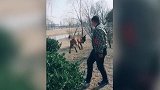狗狗真是享受啊，还躺在摇篮上，肯定很舒服吧！