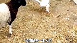 脾气暴躁的大鹅，不好惹，惹不起！