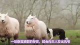 狼群为什么不攻击有牧羊犬的羊群？