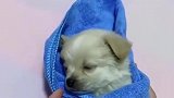 主人把小奶狗包上毯子，小奶狗立马闭上眼睛，真是秒睡