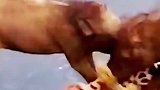 黑猪居然围攻花豹，这是不是搞错了