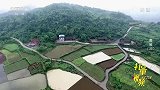 舜皇山深处藏“秘宝”，紫云姜种植有讲究，同一块地不连种奥秘