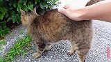 就喜欢这样的流浪猫，会撒娇任由我撸，友善度极高