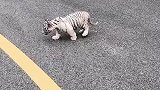 路上捡了个小猫，还是银渐层呢