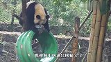 熊猫宝宝被揍了不服气，全面反攻熊妈，下一秒笑爆了