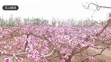 花开莎车，桃花朵朵开，粉嫩如仙境！