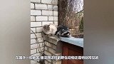 千万别让浣熊撸到猫，不然一揉就是一辈子，镜头拍下全过程