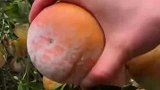 海南的特色水果冰糖柑橙子，用手轻轻一捏，鲜汁止不住地往下流