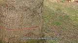 几个人都抱不住的大树如何砍伐？伐木工用一个小木块就搞定